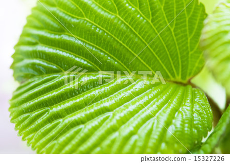 新鮮的靜脈 15327226