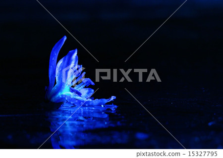 blue flowers black background macro 15327795