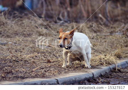 dog walks in the street shit toilet 15327817