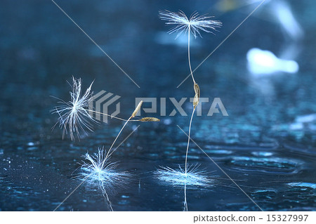 dandelion seeds macro dandelion seeds macro 15327997