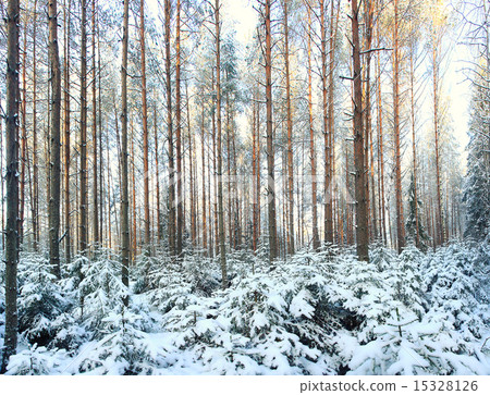 pinewood wide panorama winter pinewood wide panorama winter 15328126