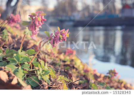 Corydalis spring flower Corydalis spring flower 15328343