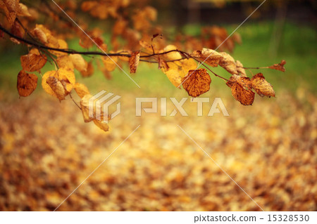 branch with yellow leaves branch with yellow leaves 15328530