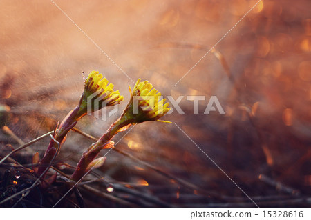 flowers foalfoot water splashing flowers foalfoot water splashing 15328616