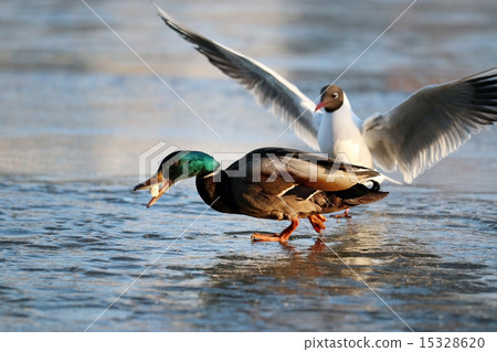 duck on the ice in winter 15328620