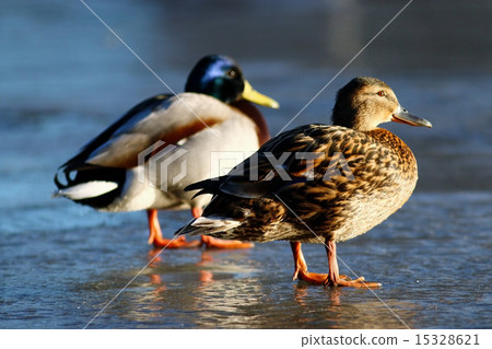 duck on the ice in winter duck on the ice in winter 15328621