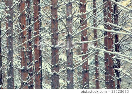 texture of pine trunks winter forest texture of pine trunks winter forest 15328623