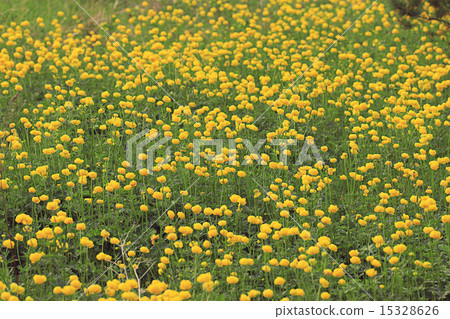 buttercup yellow flowers field buttercup yellow flowers field 15328626