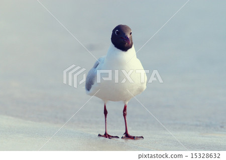 Black-headed Gull on the ice, wildlife Black-headed Gull on the ice, wildlife 15328632