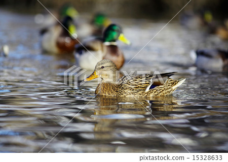 mallard duck on the river mallard duck on the river 15328633