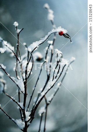 winter, snow on the branches of a tree, patterns 15328643
