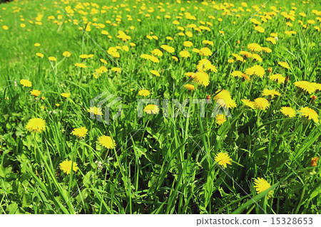 buttercup yellow flowers field buttercup yellow flowers field 15328653