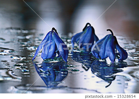 bluebell, flowers, drops of water, shower bluebell, flowers, drops of water, shower 15328654