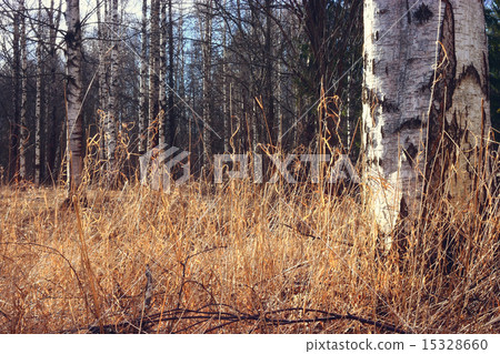 Spring birch forest Spring birch forest 15328660