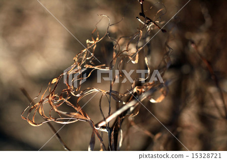 spring forest with no leaves spring forest with no leaves 15328721