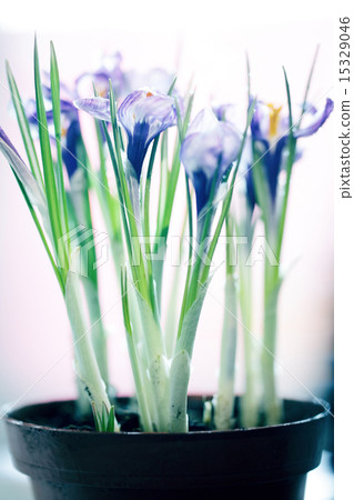 blue crocus flowers spring blue crocus flowers spring 15329046