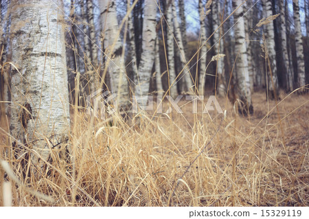 Spring birch forest 15329119