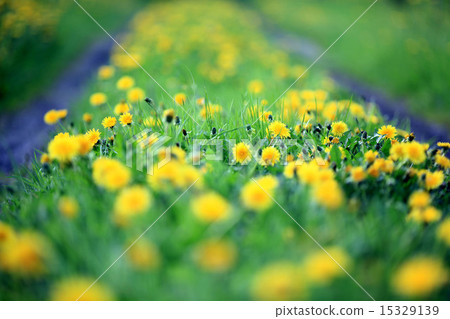 yellow dandelions yellow dandelions 15329139