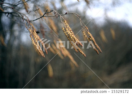 spring forest with no leaves 15329172