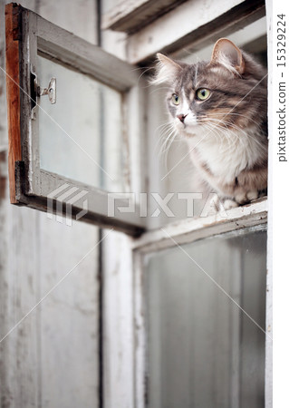 gray cat sitting in the window 15329224