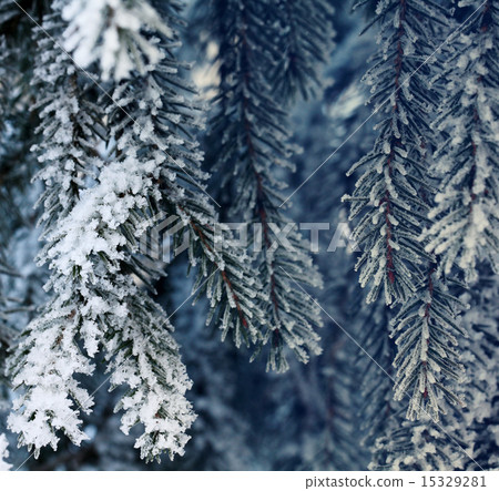 Winter in the forest 15329281