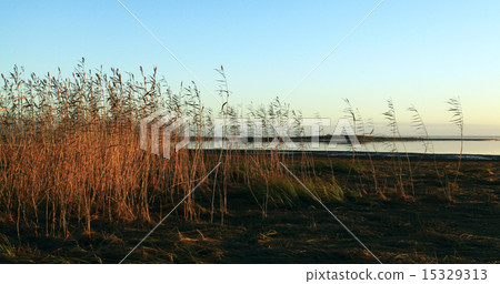bulrush lake in autumn 15329313