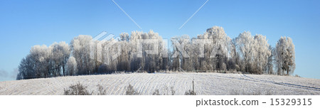 Winter in the forest 15329315