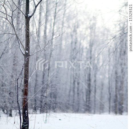 Winter snow trees 15329321