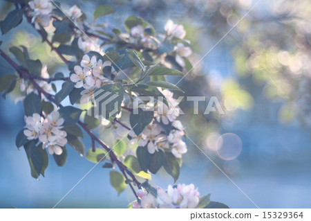 apple flowers on a branch 15329364
