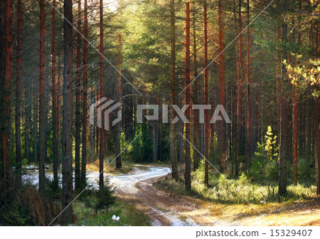 landscape in a pine forest 15329407