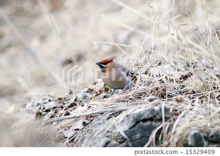 Waxwing on branches without leaves 15329409