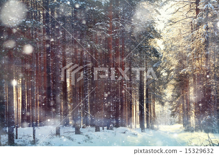 magical winter forest, a fairy tale, mystery 15329632