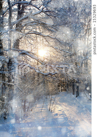 Snow in the woods Snow in the woods 15329693