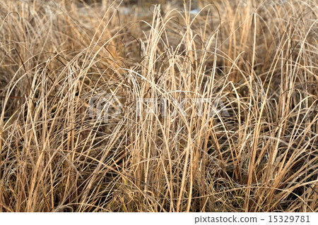 autumn dry grass sedge 15329781