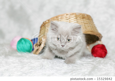 gray kitten white background 15329842