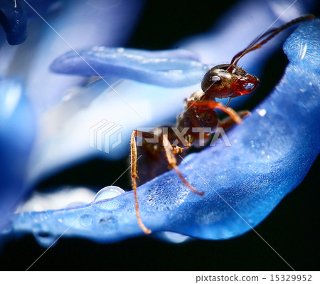 ant macro ant macro 15329952