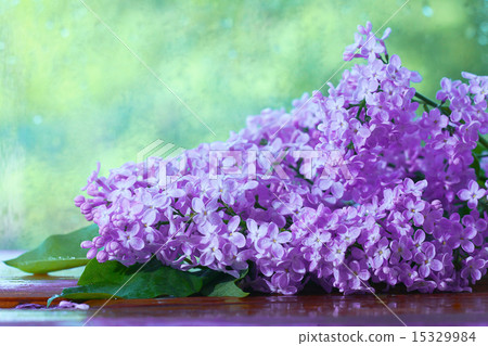 lilac flowers macro background lilac flowers macro background 15329984
