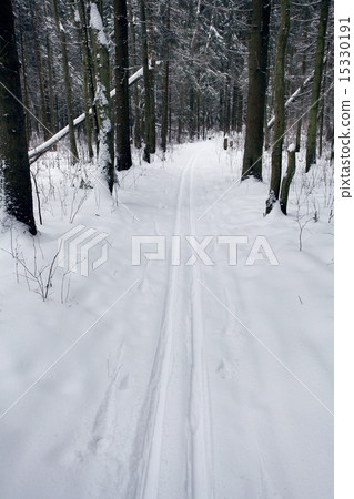 trails in the winter woods trails in the winter woods 15330191