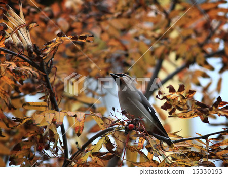 a little bird 15330193