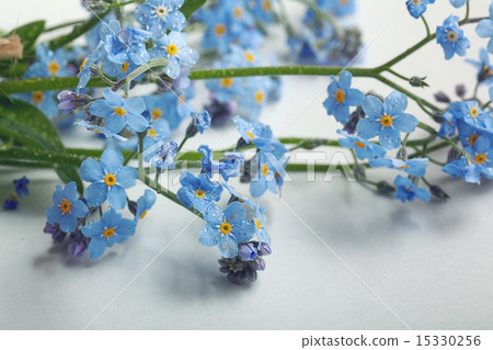 forget-me-on glass, wet forget-me-on glass, wet 15330256