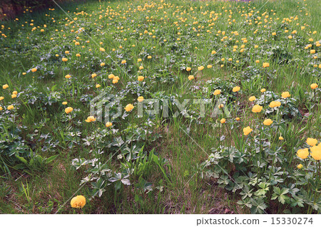 buttercup yellow flowers field 15330274
