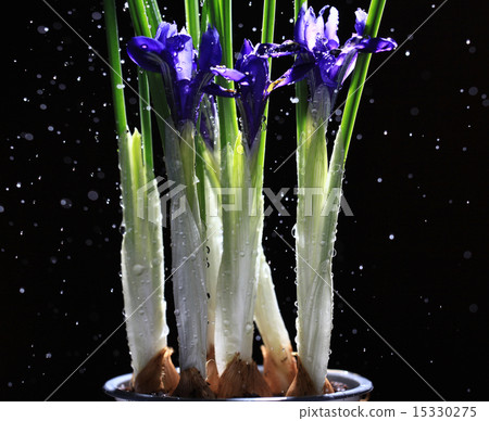 Iris flowers on a black background 15330275