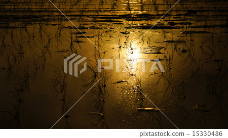 Spring flowers 15330486