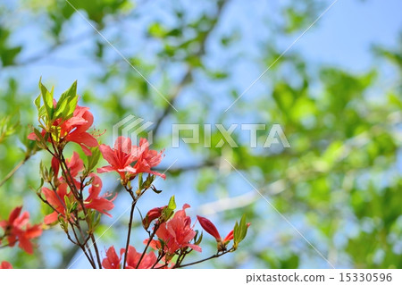 Copy space with Yamato azalea and blue sky with orange color 15330596