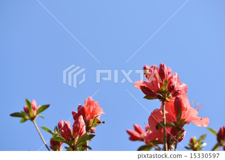 Copy space with Yamato azalea and blue sky with orange color 15330597