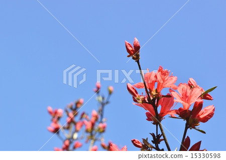 Copy space with Yamato azalea and blue sky with orange color Copy space with Yamato azalea and blue sky with orange color 15330598