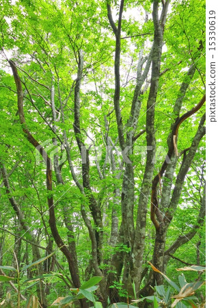 Numata City, Gunma Prefecture · Tunahara (Tanbara) plateau beech 2 (forest) 15330619