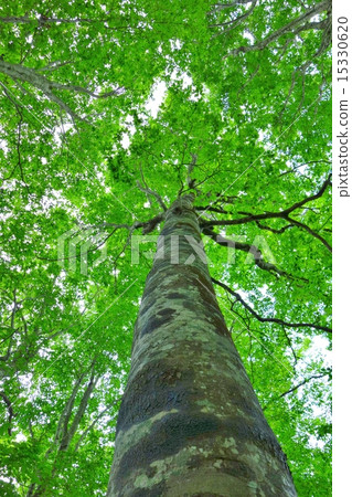 Numata City, Gunma Prefecture · Tambara (Tanbara) Buawa's beech 1 15330620