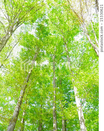 Beech (fresh green) 1 of Iiyama city and Nabekura plateau, Nagano prefecture 1 15330621