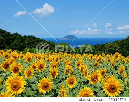 Sunflower field of Nokonoshima 15330724